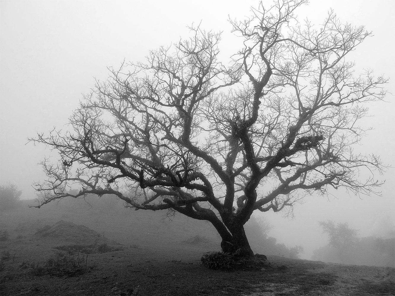 The Trees The Trees